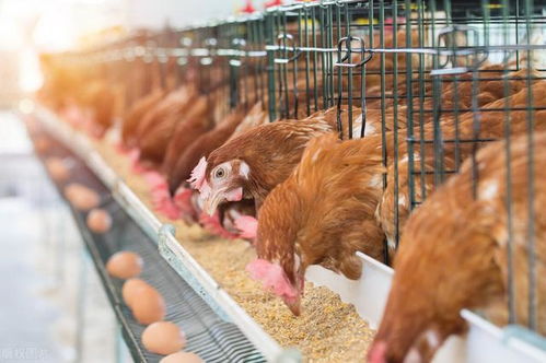 怎样养鸡效率高 养鸡有什么诀窍 农村在家养鸡怎么养最好
