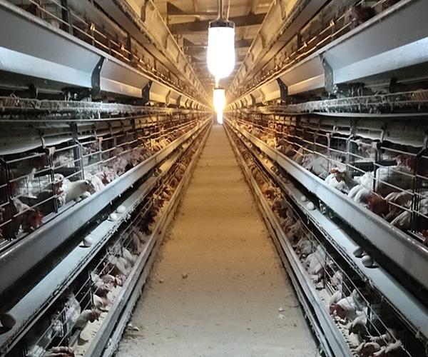 母鸡养殖多少钱 母鸡养殖 京山德风牧业公司
