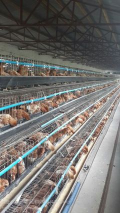 农村蛋鸡养殖,产蛋鸡养殖