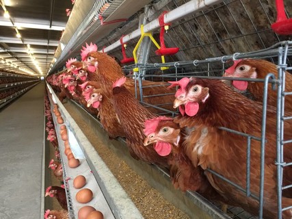 【鸡养殖】图片免费下载_鸡养殖素材_鸡养殖