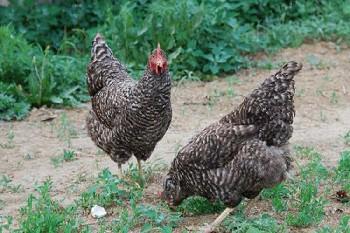 方式产品名称芦花鸡面向地区全国七台河芦花鸡养殖属蛋肉兼用型鸡种