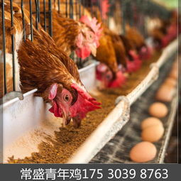 图片,海量精选高清图片库 鹤壁市山城区常盛蛋鸡青年鸡养殖场