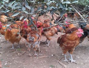 鸡病频发的原因分析,农村养鸡疾病多的现象