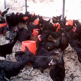 永泰种禽-黑康鸡-黑康鸡养殖场