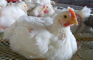 肉鸡养殖技术,对环境有什么要求