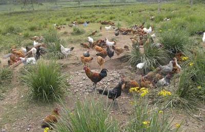 白羽鸡的养殖技术