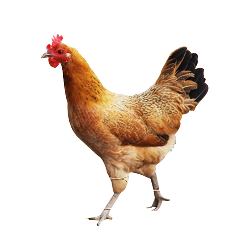 欣厨坊正宗散养土鸡大山养殖68月成年鸡整鸡现杀鸡肉两只起售