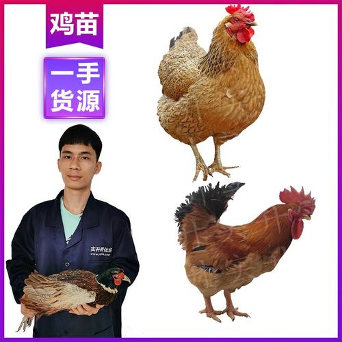 鸡养殖:平凉k9苗养殖厂 _铸造辉煌