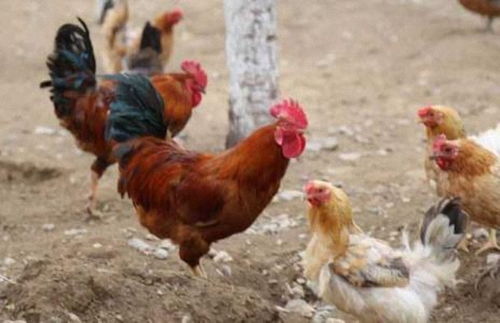 降低如何节约养鸡饲料成本的妙法